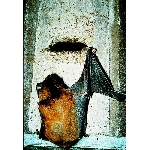 Búdka pre netopiere 2F univerzálne