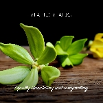 Friendly Soap prírodné mydlo ylang ylang 7ks zero waste balenie